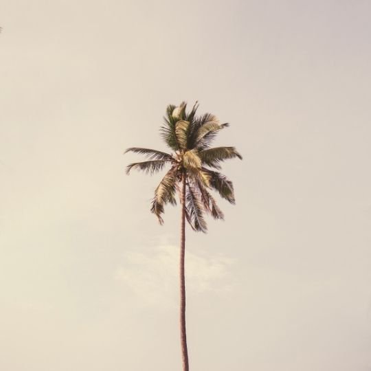 palm-tree-naturally-minded-illustration-sophie-taylor-website-design-wellness-business-online