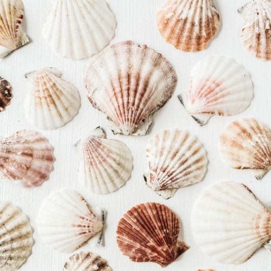 seashells-naturally-minded-illustration-sophie-taylor-website-design-wellness-business-online